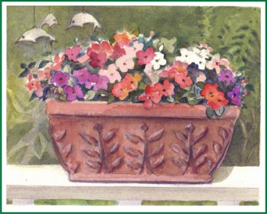 B Impatiens.jpg B Impatiens.jpg