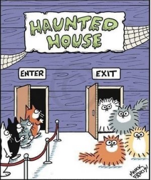 cat haunted house.jpg