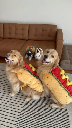 a dogs dresed in costurmes.jpg