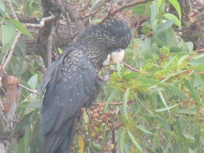Female Red Tail Cockatoo.jpg