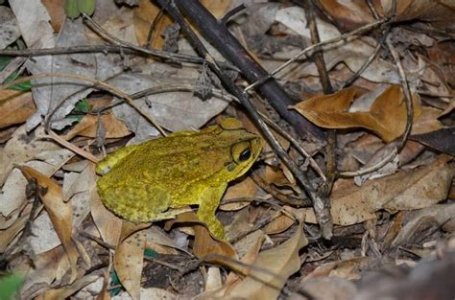YELLOWFROG.jpeg YELLOWFROG.jpeg