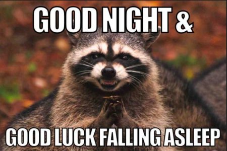 raccoonnight.JPG raccoonnight.JPG