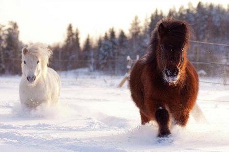 shetland-ponies.jpg