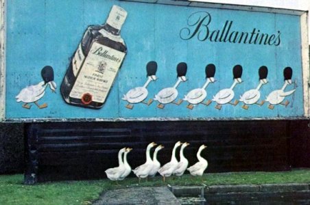 Ballantines Guard Geese.jpg