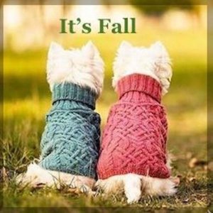 fall westies.jpg