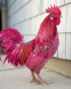 pink glitter rooster.jpg