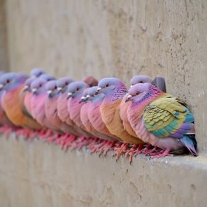 pink necked pigeons.jpg