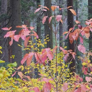 VB05240-05282-3x1v-cr4.jpg VB05240-05282-3x1v-cr4.jpg