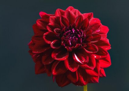 red dahlia-9209181_1280.jpg