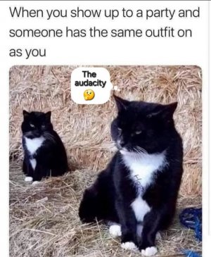 sameoutfitcatjoke.jpg