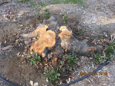 IMG_3207.JPG IMG_3207.JPG