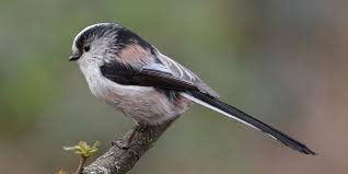 Long Tailed Tit UK | Habitat, Song ...