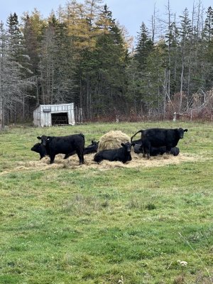 IMG_1229.jpeg IMG_1229.jpeg