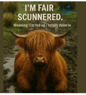 Screen Shot 2025-07-27 at 3.09.07 PM Large.jpeg