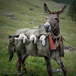 anything donkey lambs.jpg