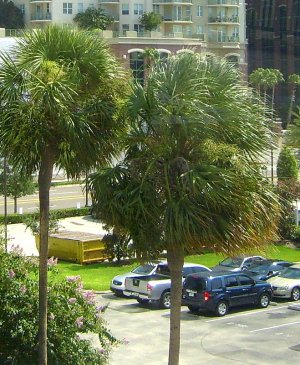 palmtreesfromskytram.jpg