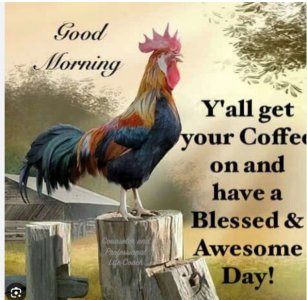 Good Morning cock.jpeg