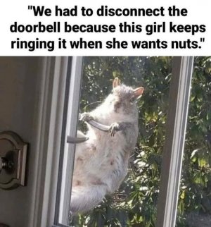squirrel doorbell.jpg