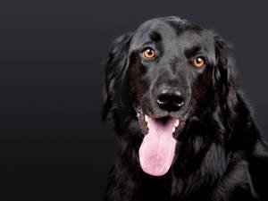 black-dog-portrait-dark-background-oivkefmr622zrfdq.jpg