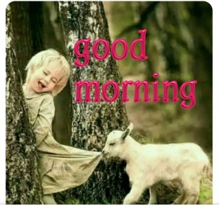 good morning goat. girl.jpg