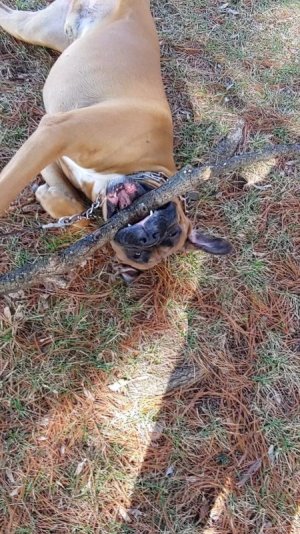 Lucius and His Stick TN.jpg