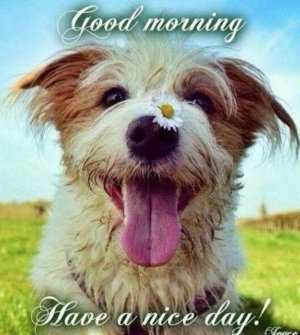 good morning do flower.jpg