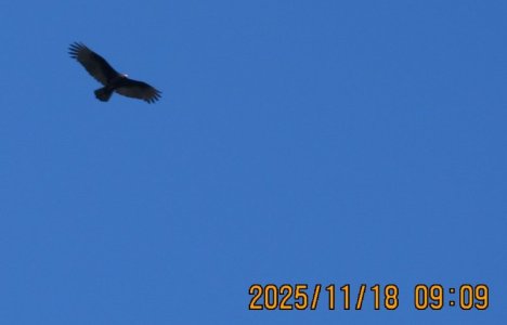 2025-11-18 bald eagle 2.jpg