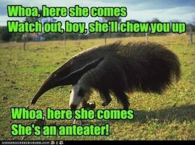 shes an anteater joke.jpg