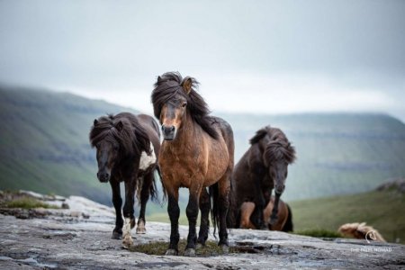 faroese.jpg