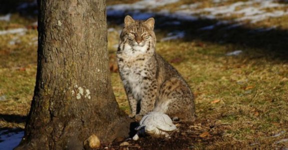 Bobcat 5.jpg