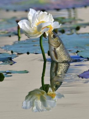 anything fish flower.jpg