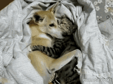 sleep-cute-friends.gif