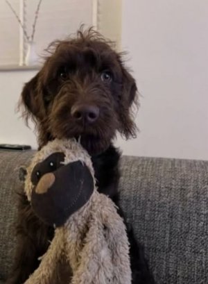 love of dogs thread.jpg