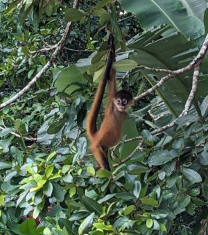 baby spider monkey.jpg baby spider monkey.jpg