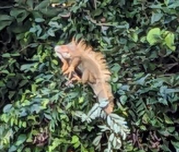 iguana.jpg iguana.jpg