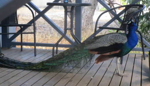 Peacock.JPG