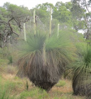 Grass Tree.JPG