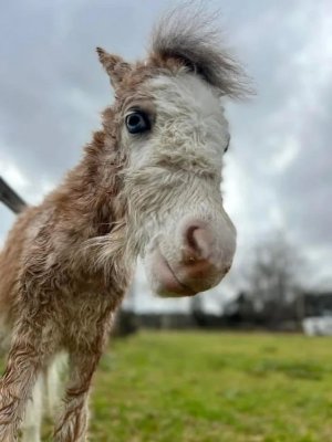 heres-my-mini-horse-biscuit-as-a-baby-and-now-as-a-4-year-v0-kmd6lc78g33g1.jpeg