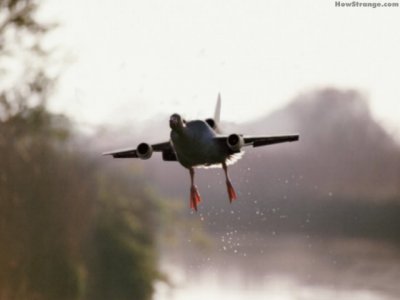 duck_jet.jpg