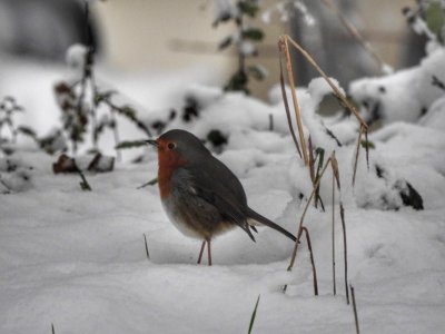 winter robin snow.jpg