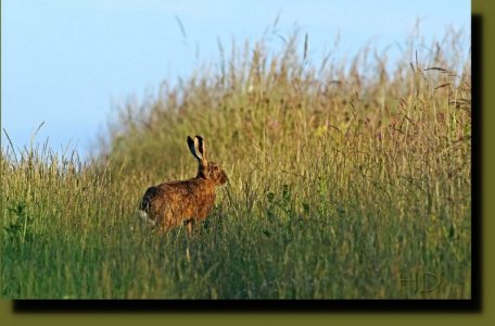 animals Rabbit Border frame HD.jpg