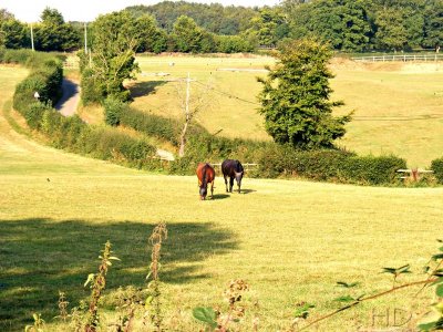 Horses at T stables HD.JPG