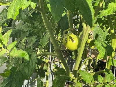 baby mator.jpg baby mator.jpg