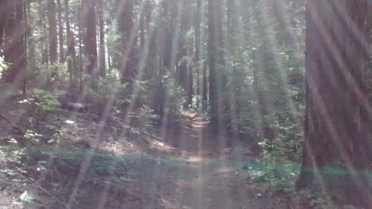 Sunrays in Boggs.jpg Sunrays in Boggs.jpg