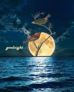 night 07 05 25 and 11 29 25.jpg