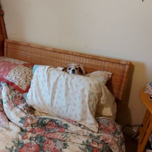 20250829Harper warming my pillows.jpg