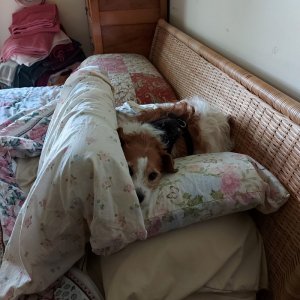 20250829Harper warming my pillows.jpg2.jpg