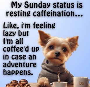 Screen Shot 2024-12-26 at 11.07.15 AM.jpeg