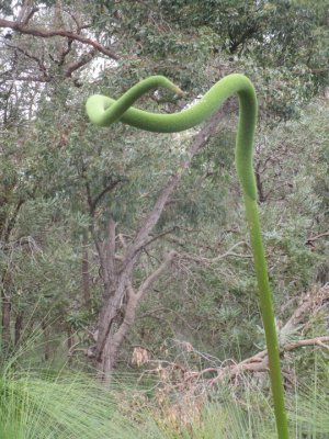 Bendy grass tree spike.jpg