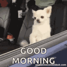 goodmorn.2dogs.gif
